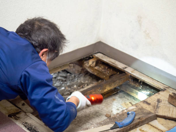 Best Residential Mold Removal  in Willows, CA