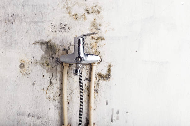 Professional Mold Removal in Willows, CA