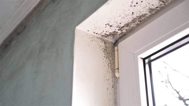Best Emergency Mold Removal  in Willows, CA