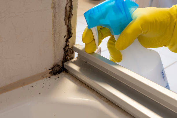 Best Local Mold Removal Service  in Willows, CA