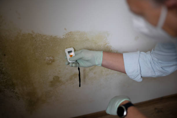 Best Certified Mold Removal  in Willows, CA