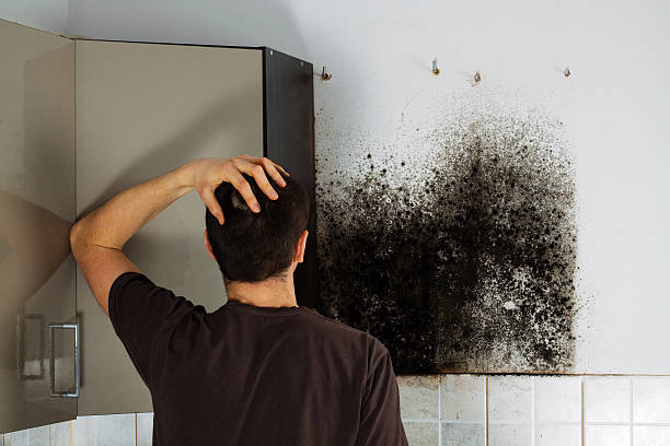 Best Affordable Mold Removal  in Willows, CA