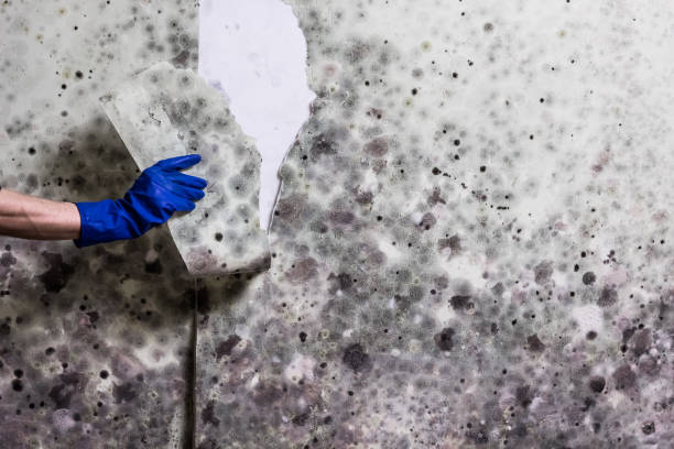 Best Mold Damage Repair  in Willows, CA