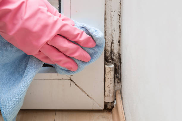 Best Attic Mold Removal  in Willows, CA