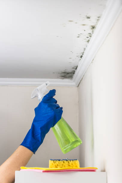 Best Mold Inspection  in Willows, CA