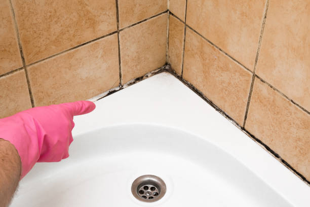 Attic Mold Removal in Willows, CA